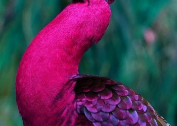 Sarajevo Naučno-stručni skup o egzotičnim i divljim životinjama