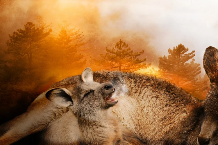 Katastrofalne posljedice požara u Australiji (video)