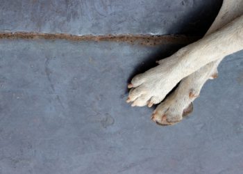 Slučajevi ugriza pasa u Kalesiji: Fadilu Sinanoviću amputirana noga