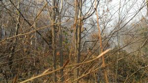 Požari u okolini Tuzle ne jenjavaju