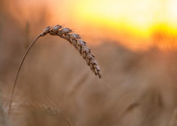 Rusija poslala 60 hiljada tona pšenice u Saudijsku Arabiju