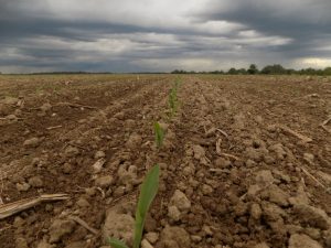 Obilazak zasijanih vakufskih parcela u Janji (FOTO)