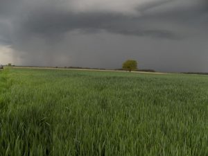 Obilazak zasijanih vakufskih parcela u Janji (FOTO)