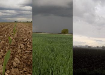 Obilazak zasijanih vakufskih parcela u Janji (FOTO)