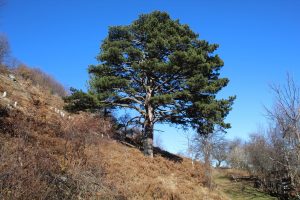 Od Drine do Zelenog Jadra: Ljeskovik
