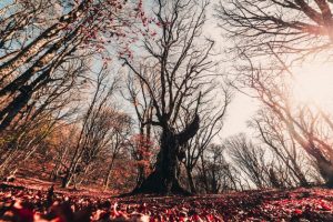 Kratak osvrt na vrijeme u 2020. godini