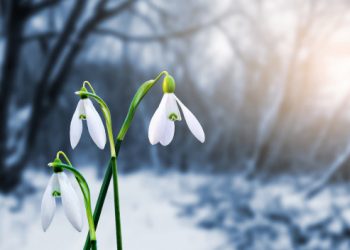 Jutrošnja visina snijega u BiH