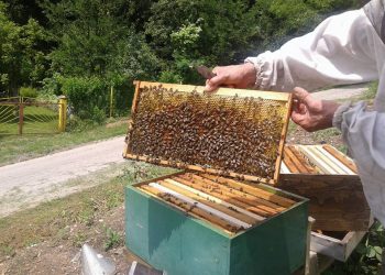 Mnogobrojne koristi aromatičnog zraka iz košnice