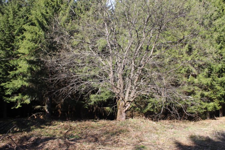 Na starom karavanskom putu koji vodi do Srebrenice…