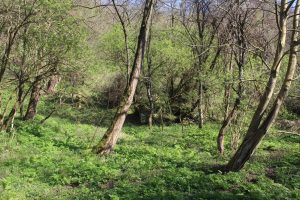 Od Drine do Zelenog Jadra: Abdulići ili Žanjevo