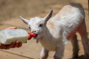 Mini zoološki vrt kod Zenice: Mjesto brige, ljubavi i pomoći životinjama i ljudima