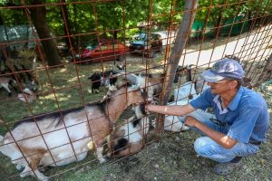 Mini zoološki vrt kod Zenice Mjesto brige, ljubavi i pomoći životinjama i ljudima