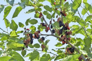 Predivno svjedočenje o odrastanju Priča o dudu