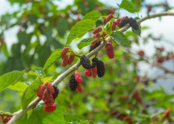 Predivno svjedočenje o odrastanju: Priča o dudu