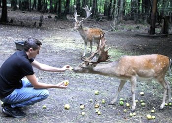 Narod nije upućen da u BIH nema jelena u slobodnoj prirodi