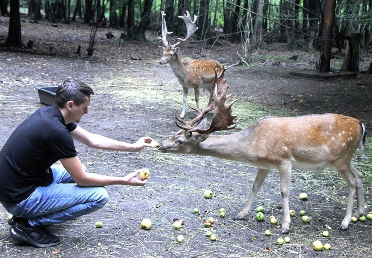 Narod nije upućen da u BIH nema jelena u slobodnoj prirodi