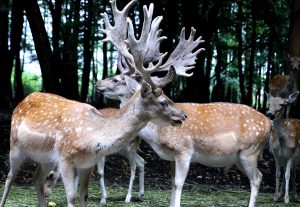 Narod nije upućen da u BIH nema jelena u slobodnoj prirodi