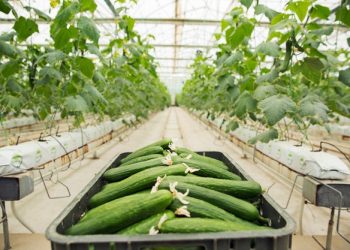 Recept za kisele krastavce bez konzervansa