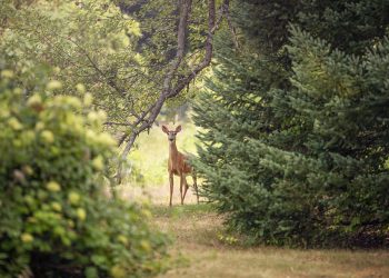 Srne mijenjaju dlaku početkom jeseni i u proljeće