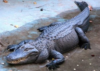 U Beogradu živi najstariji aligator na svijetu