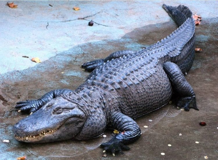 U Beogradu živi najstariji aligator na svijetu