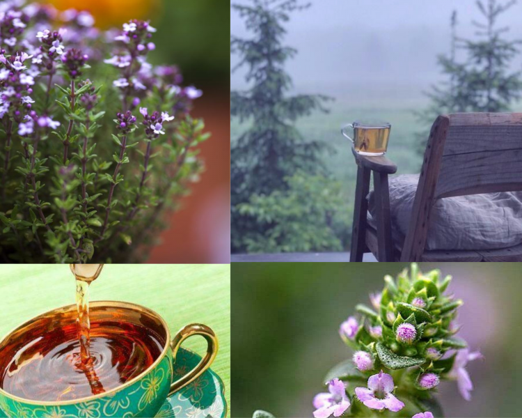 Čaj od majčince dušice: Dobar protiv prehlade i još mnogo toga