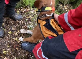 Neozlijeđen pas izvučen iz jame kod mjesta Prenj