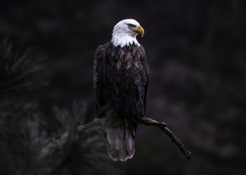 Podaci stručnjaka zabrinjavaju, u Srbiji “na udaru” 123 vrste ptica