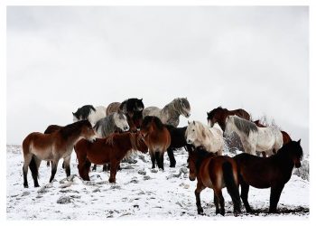 Javni poziv: Livno traži tko će obavljati stručni nadzor nad divljim konjima