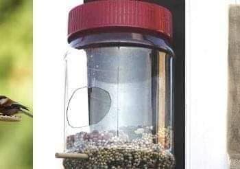 Hranjene ptica ne košta puno, a oplemenjuje duše