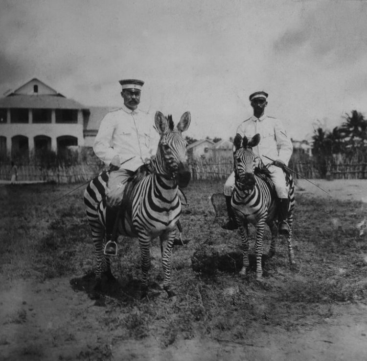 Zašto su njemački kolonizatori na ovoj fotografiji jahali zebre?