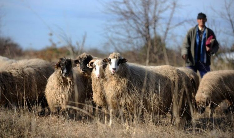 Doniraj ovce – omogući samostalan život