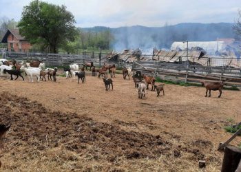 Vatrena stihija progutala farmu kod Lukavca: Stoka u stampedu bježala od požara