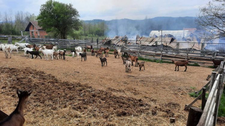 Vatrena stihija progutala farmu kod Lukavca: Stoka u stampedu bježala od požara