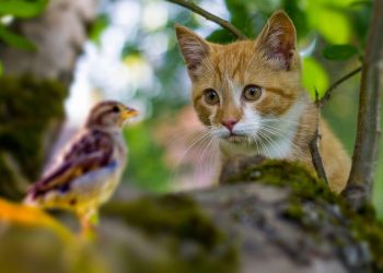 Da li su mokraća i izmet ptica i mačaka čisti ili ne?