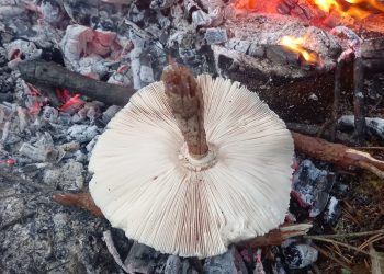 Šta znači reduša na žaru za iskusne poznavaoce prirode?