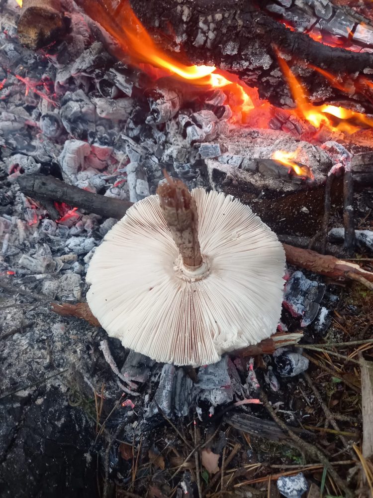 Šta znači reduša na žaru za iskusne poznavaoce prirode?