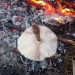 Šta znači reduša na žaru za iskusne poznavaoce prirode?