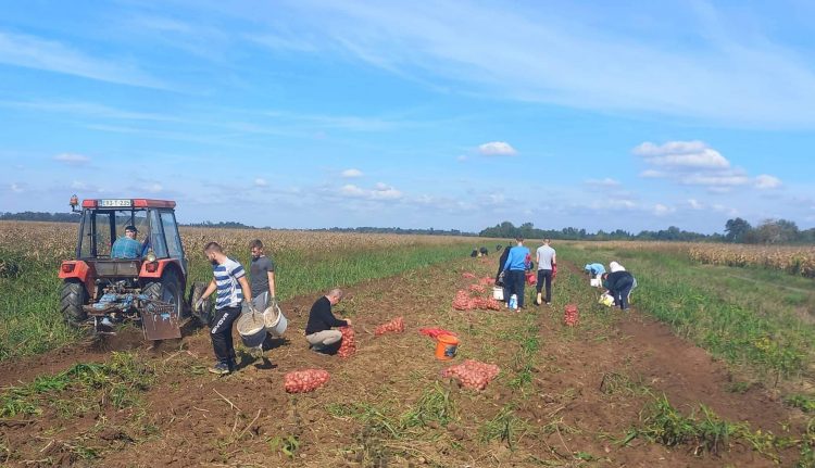 Četiri tone krompira na vakufskom zemljištu u Janji