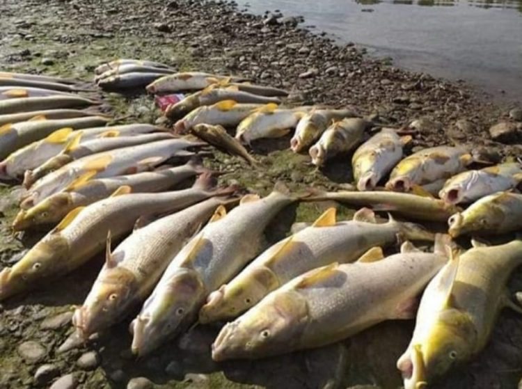 Pomor ribe na rijeci Drini