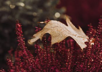 Besplatne usluge savjetovanja ili psihoterapije u Nahli