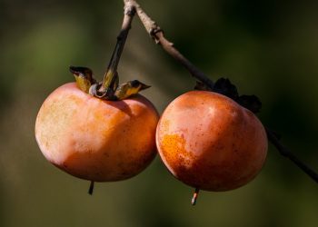 Besplatno online predavanje – Koju voćku posaditi ove jeseni