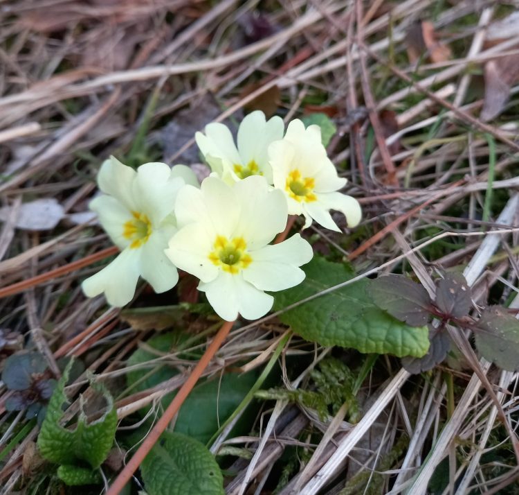 Putokaz: Nije strast samo rakija i ženska suknja